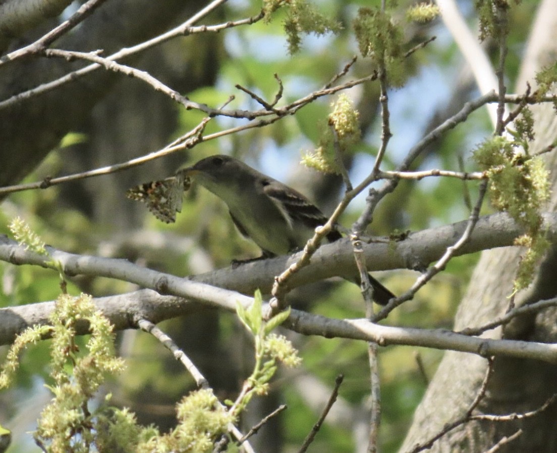 Eastern Wood-Pewee - ML635729863