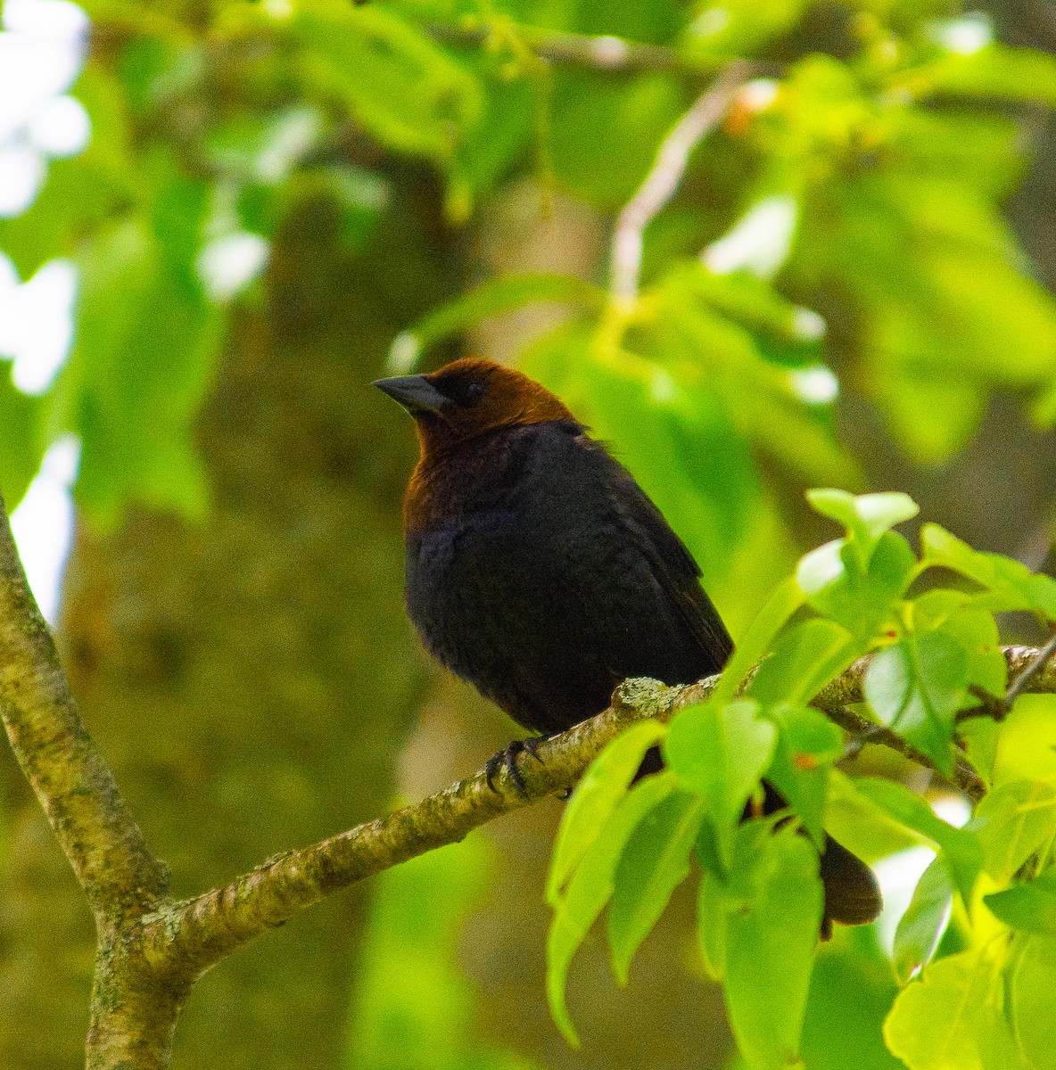 Brown-headed Cowbird - ML635729866