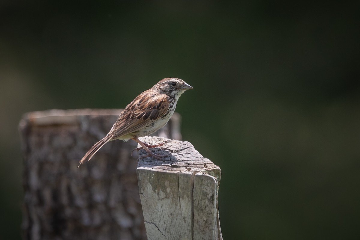 Sierra Madre Sparrow - ML635729868