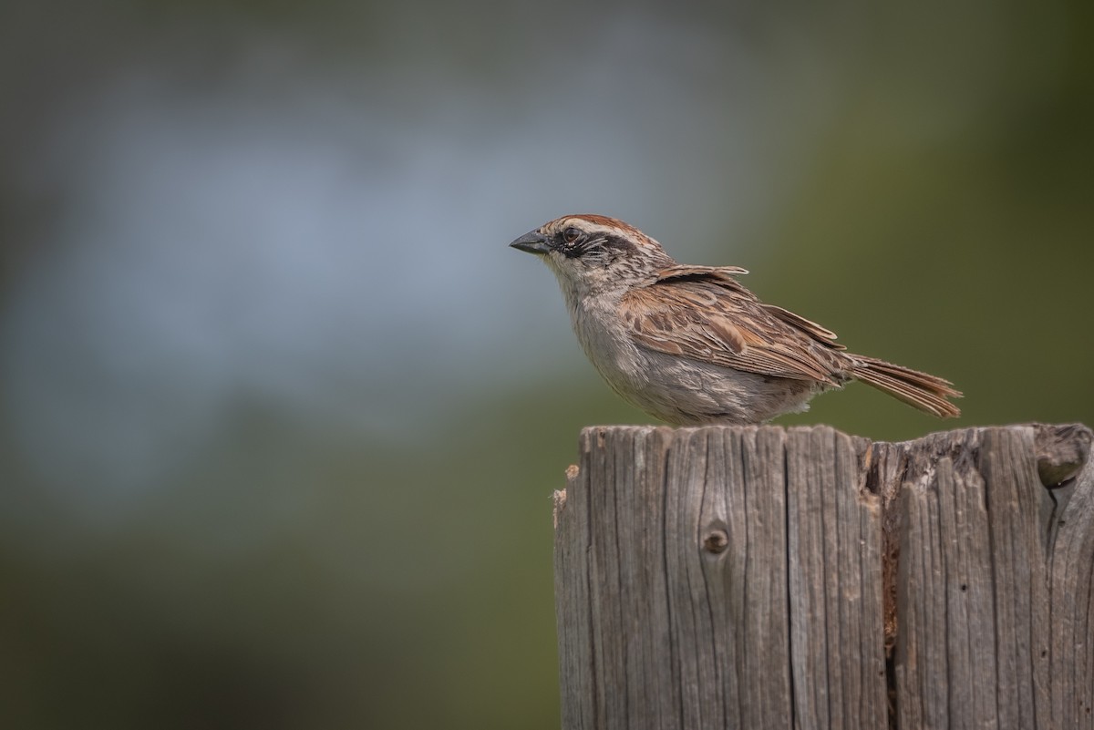 Striped Sparrow - ML635729871