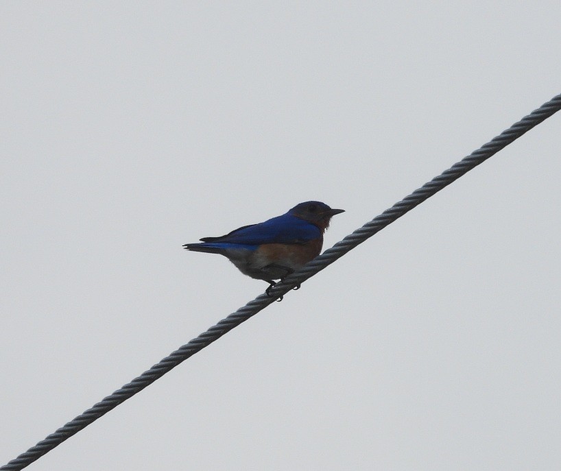 Eastern Bluebird - ML635729889
