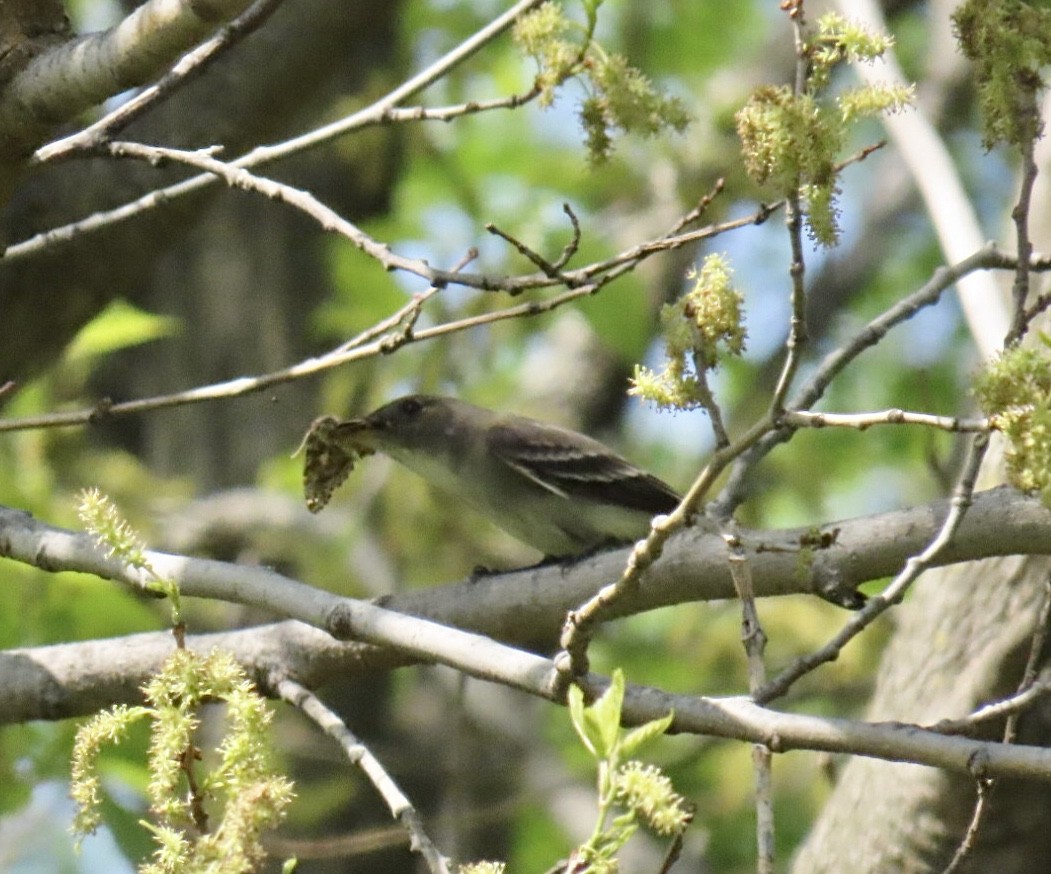 Eastern Wood-Pewee - ML635729914