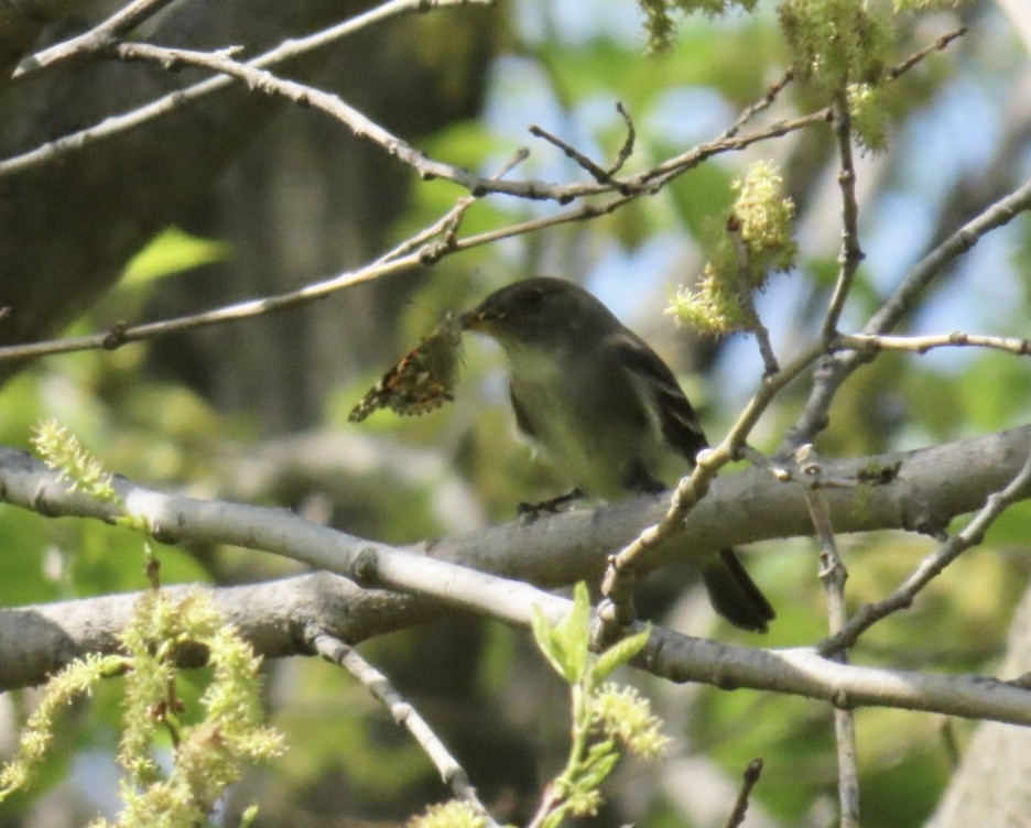 Eastern Wood-Pewee - ML635729915