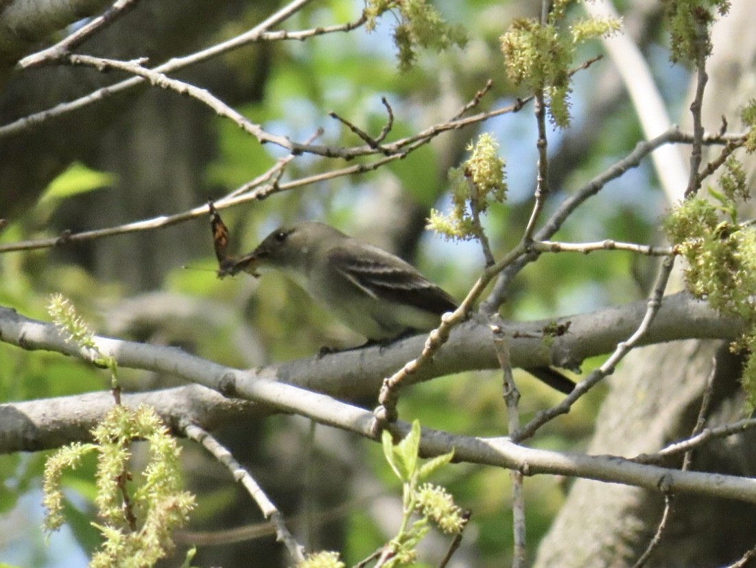 Eastern Wood-Pewee - ML635729916