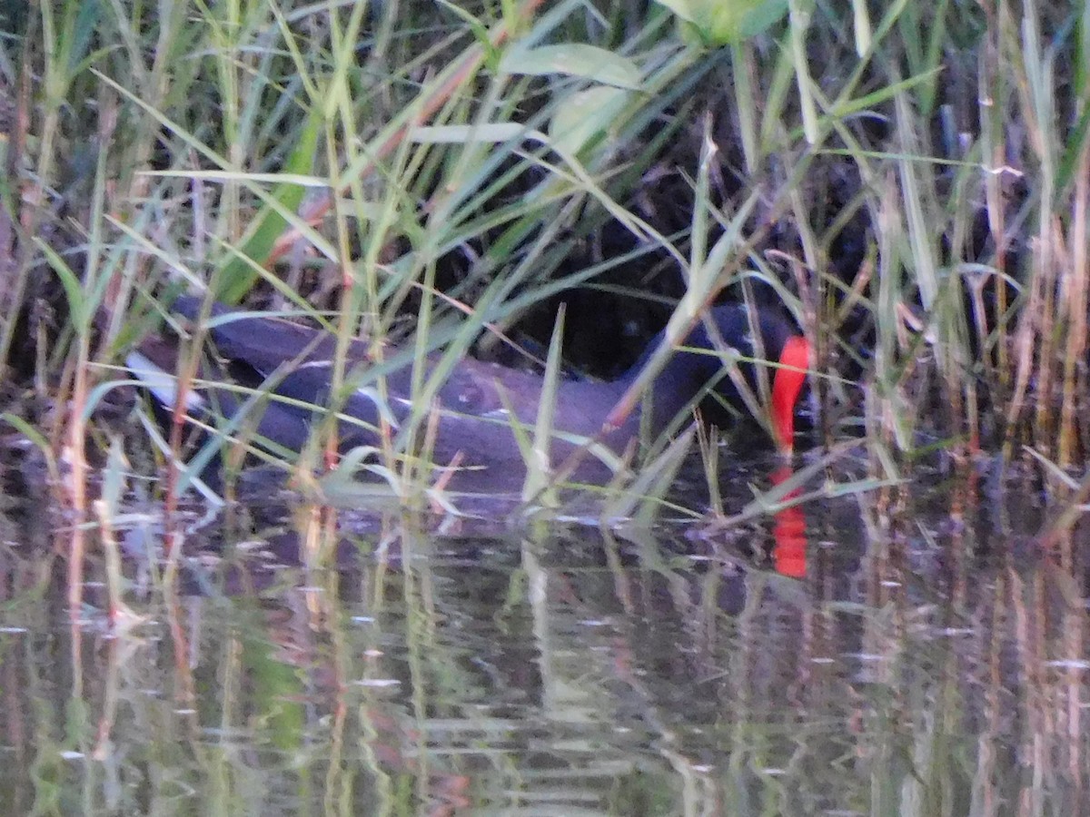 Common Gallinule - ML635729954