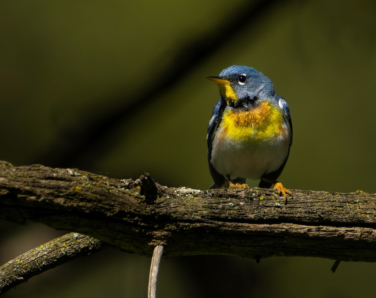 Northern Parula - ML635730005