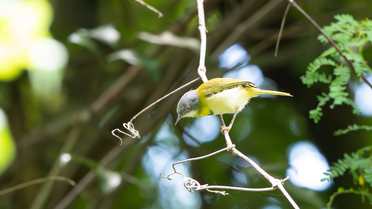 Yellow-breasted Apalis (Yellow-breasted) - ML635730010
