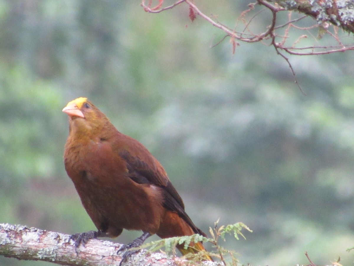 Olive Oropendola - ML635730103