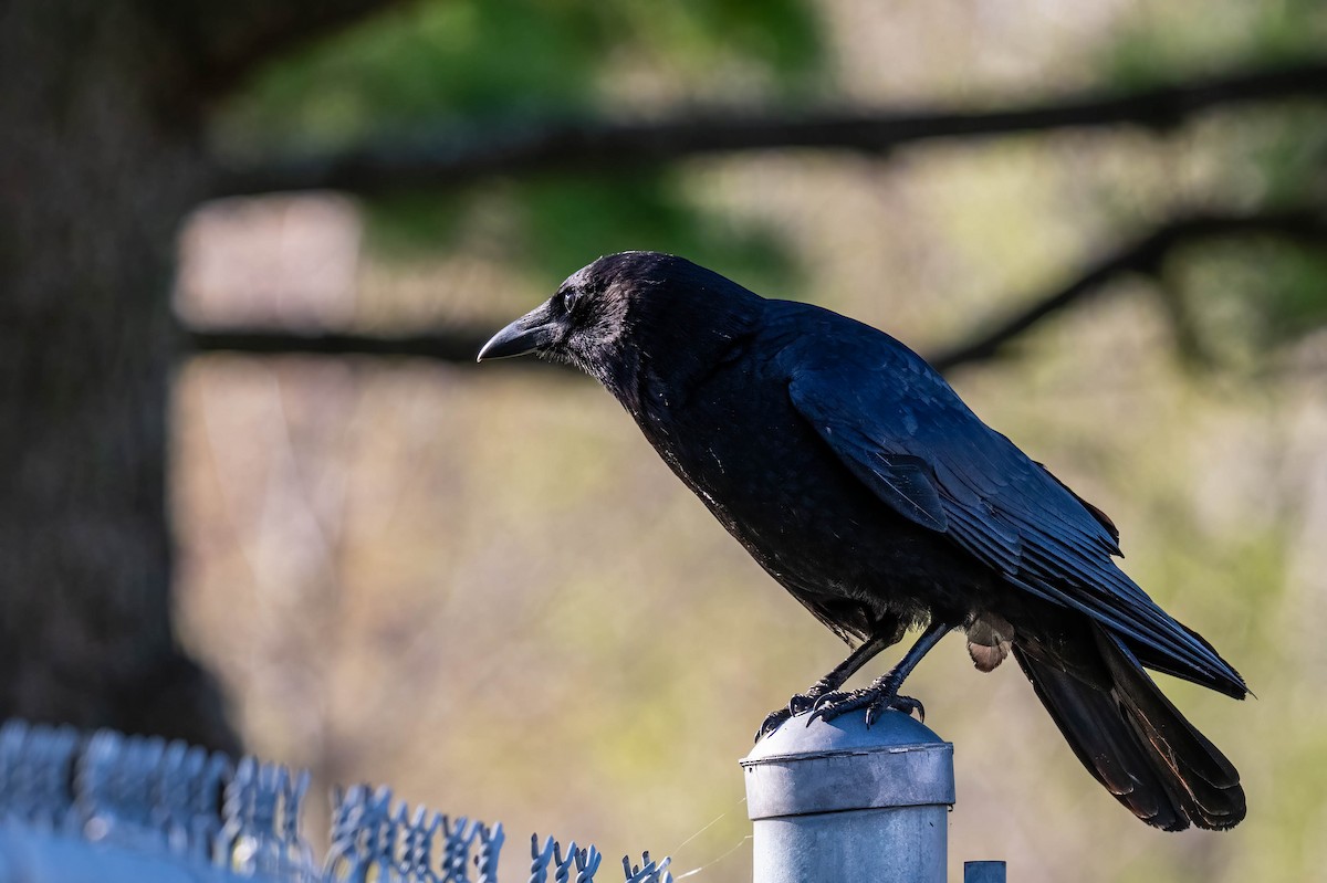 American Crow - ML635730154