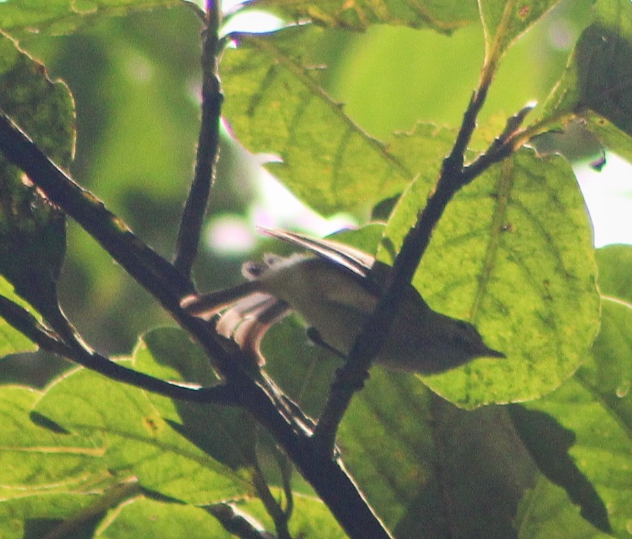 Small-billed Elaenia - ML635730176