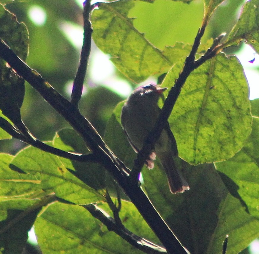 Small-billed Elaenia - ML635730178