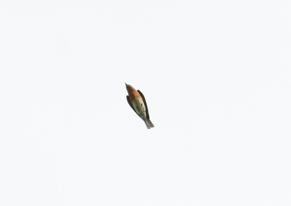 Eastern Bluebird - ML635730257
