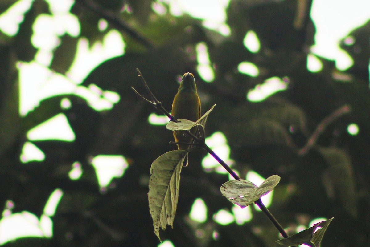Blue-naped Chlorophonia - ML635730288