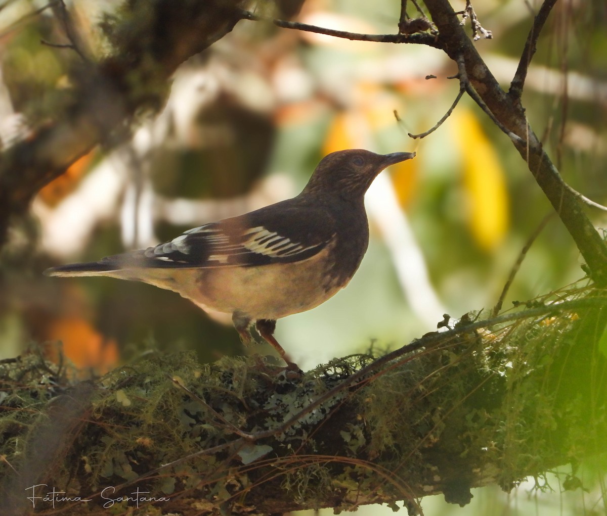 Aztec Thrush - ML635730768