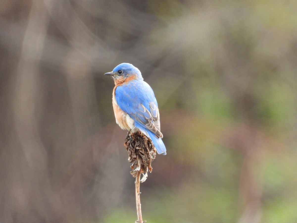 Eastern Bluebird - ML635730770