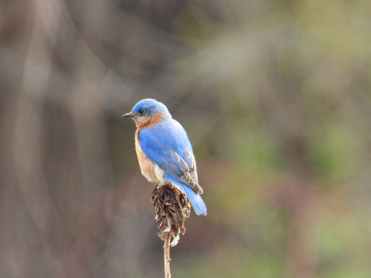 Eastern Bluebird - ML635730773