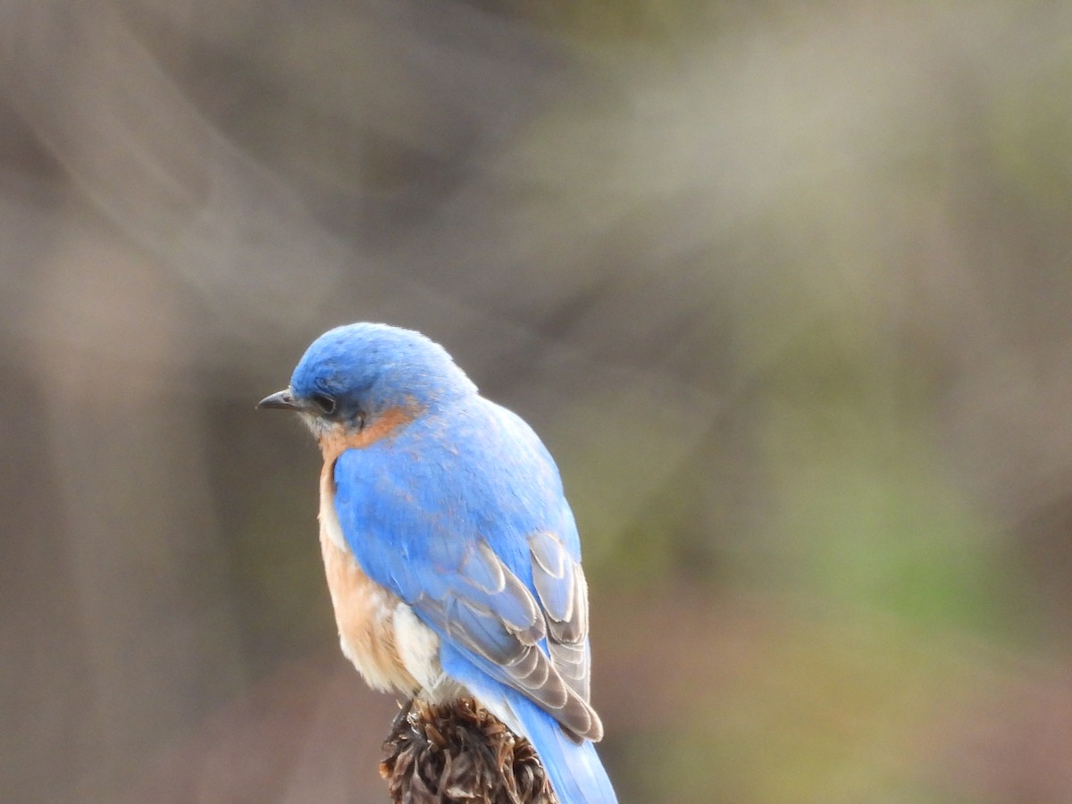 Eastern Bluebird - ML635730774
