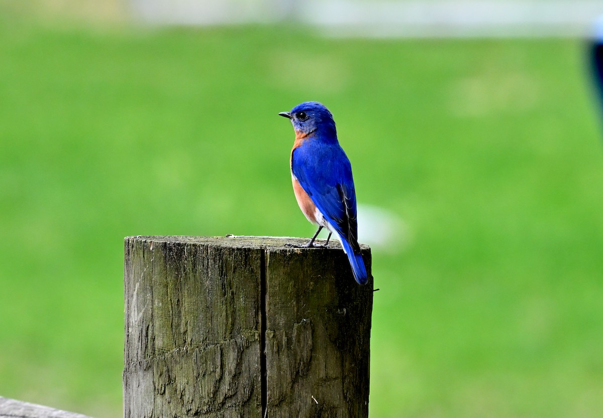 Eastern Bluebird - ML635730834