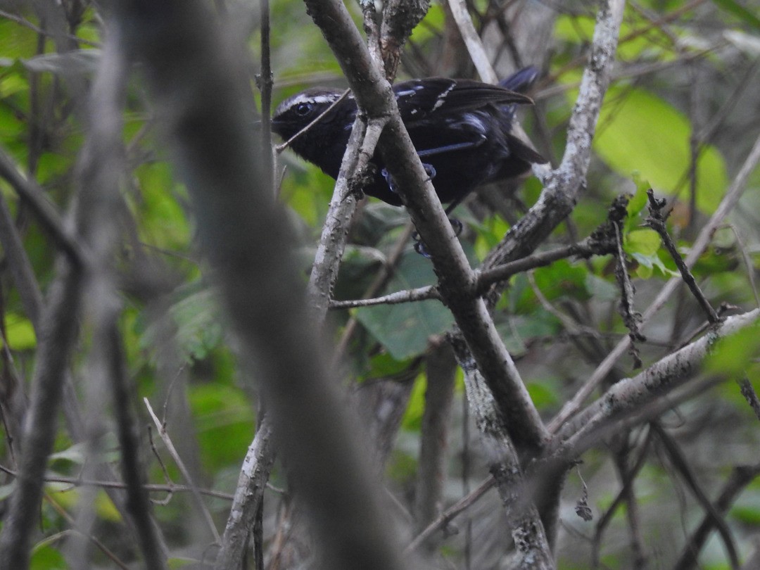 Black-bellied Antwren - ML635730961