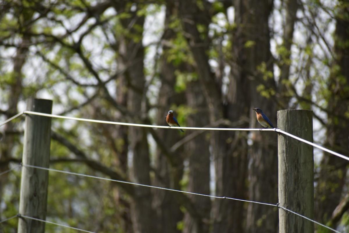Eastern Bluebird - ML635730992