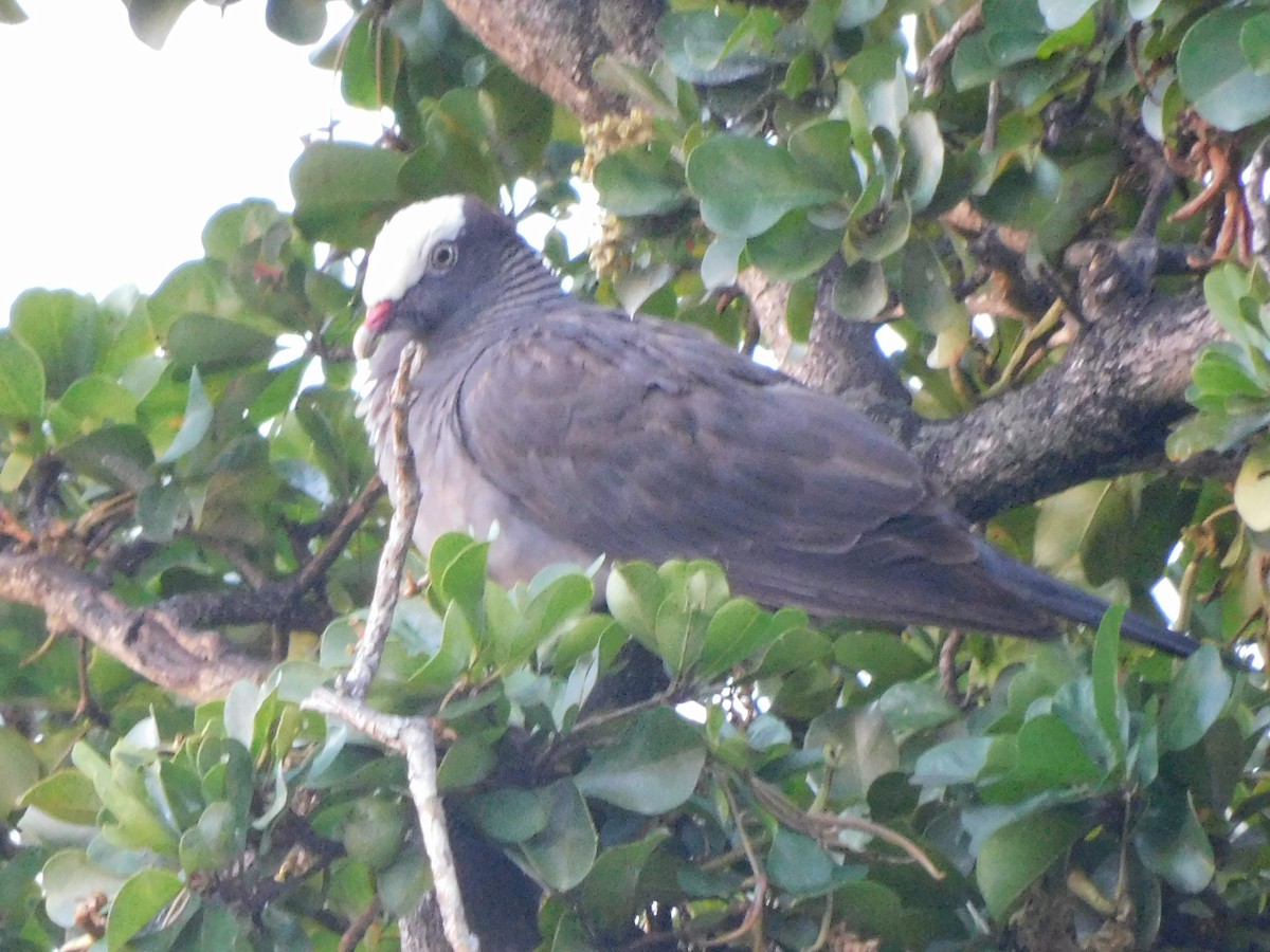 Ak Tepeli Güvercin - ML635731024