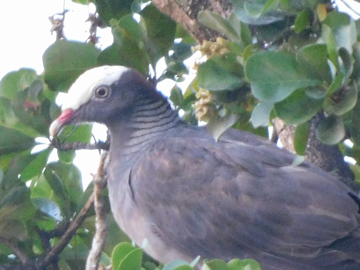 Ak Tepeli Güvercin - ML635731057