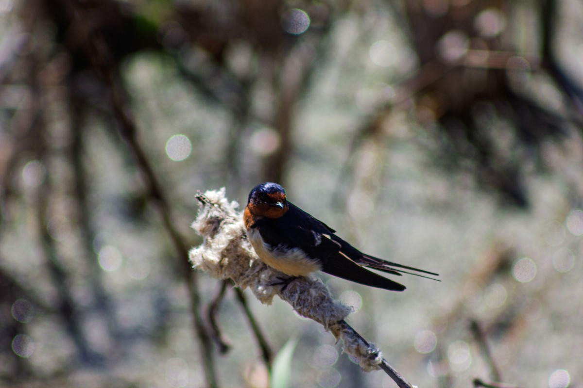 Barn Swallow - ML635731149