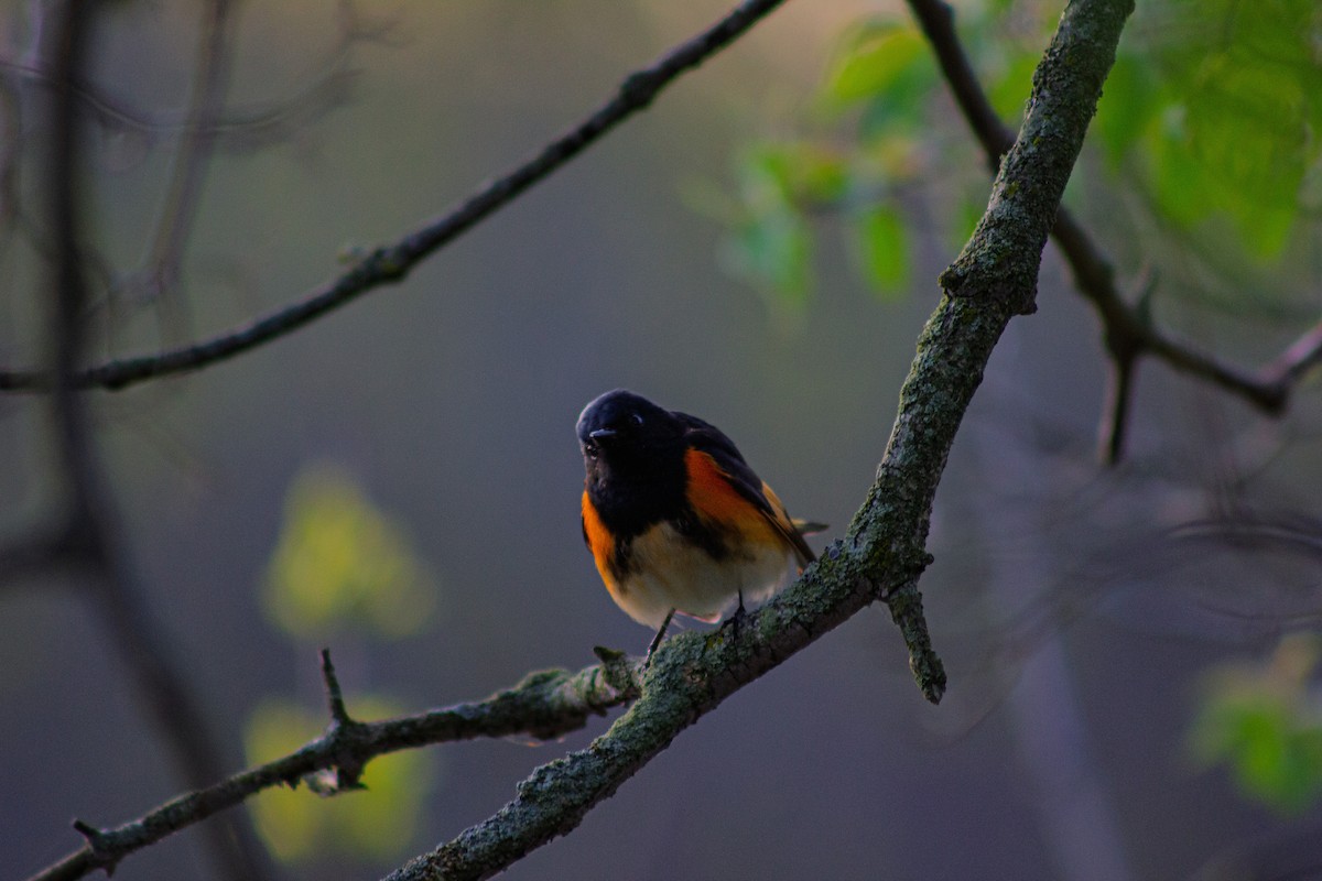 American Redstart - ML635731165