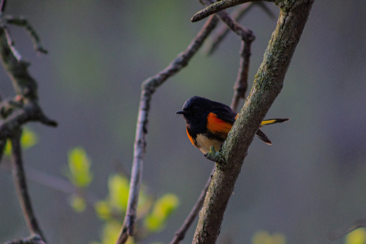 American Redstart - ML635731174