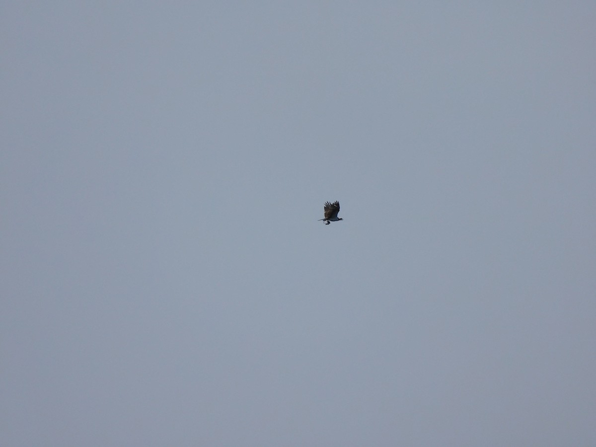 Osprey - ML635731178