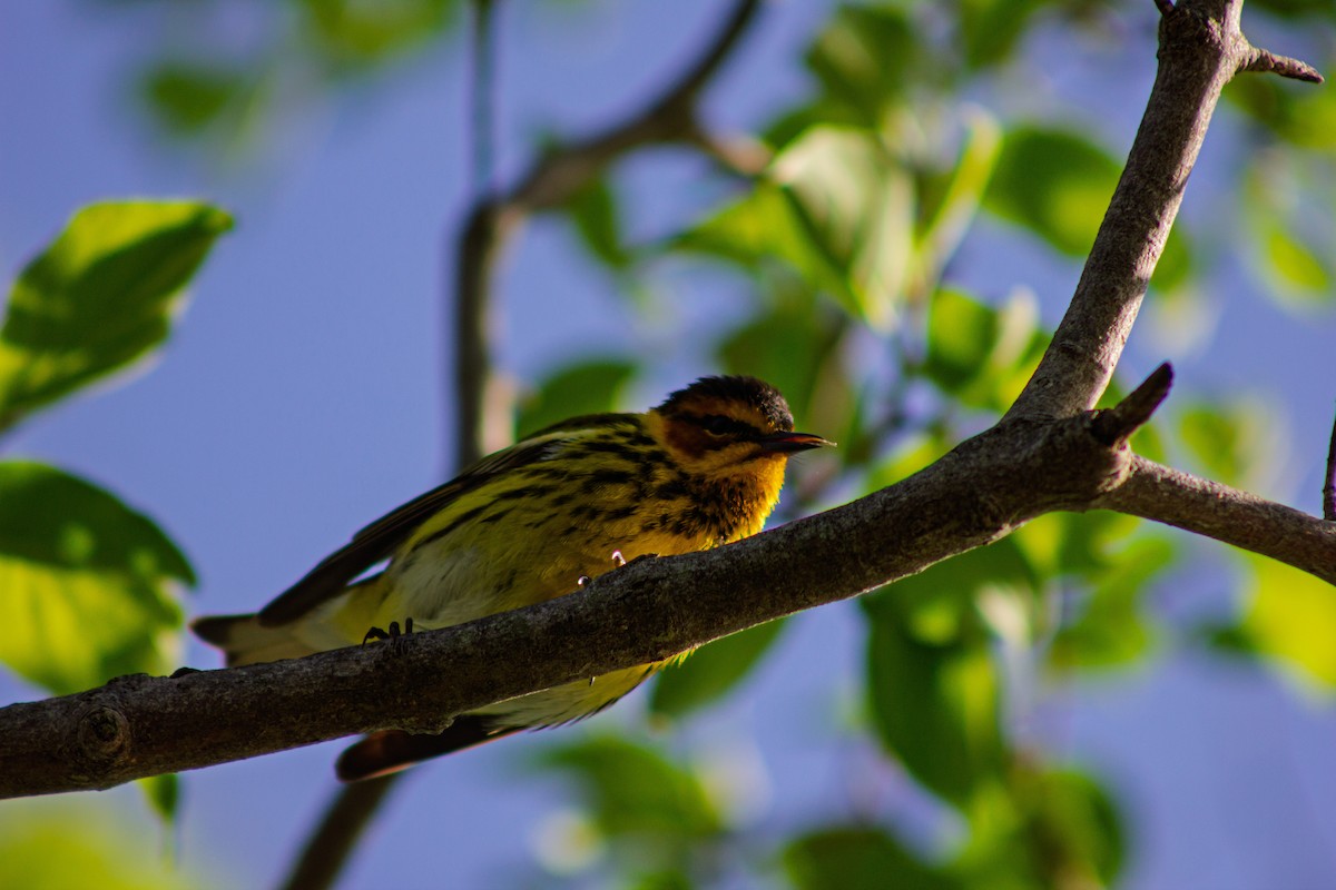 Cape May Warbler - ML635731190