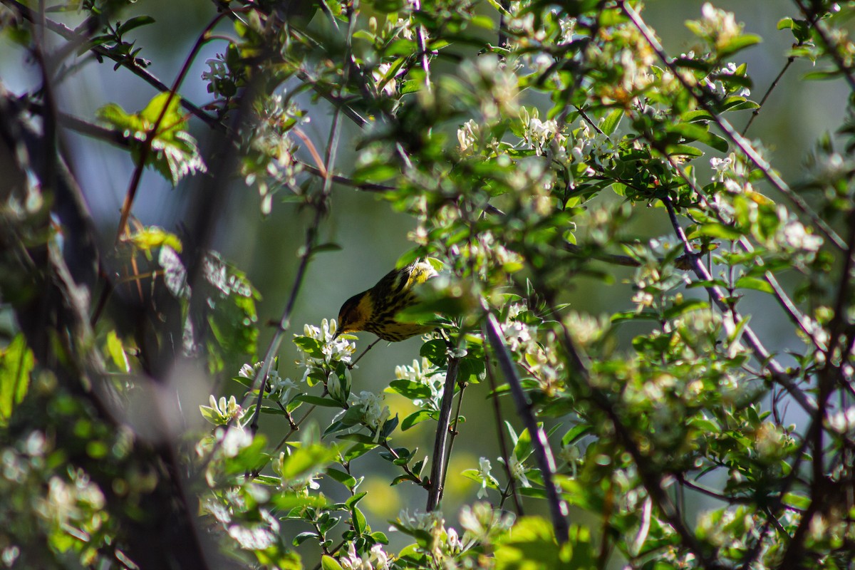 Cape May Warbler - ML635731191