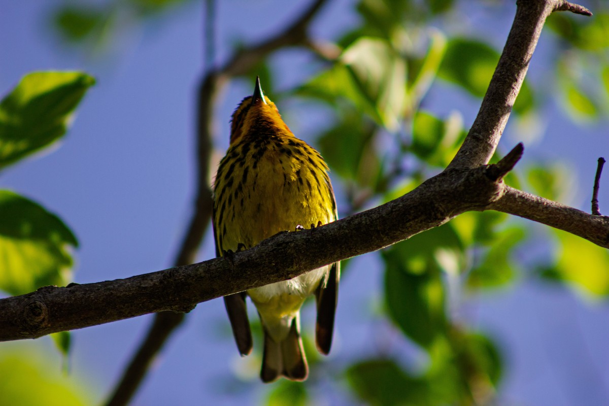 Cape May Warbler - ML635731195