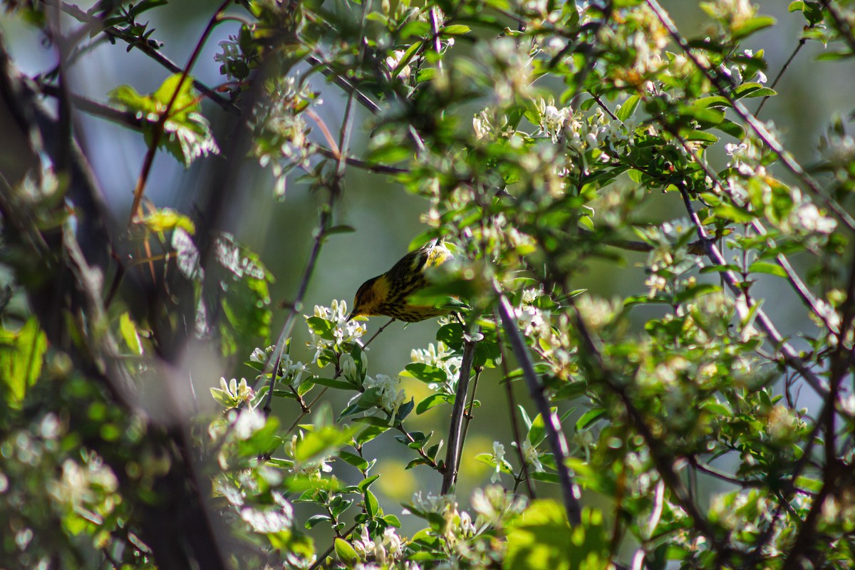 Cape May Warbler - ML635731196