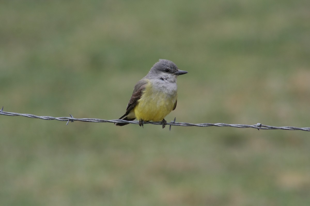 Western Kingbird - Tory Mathis