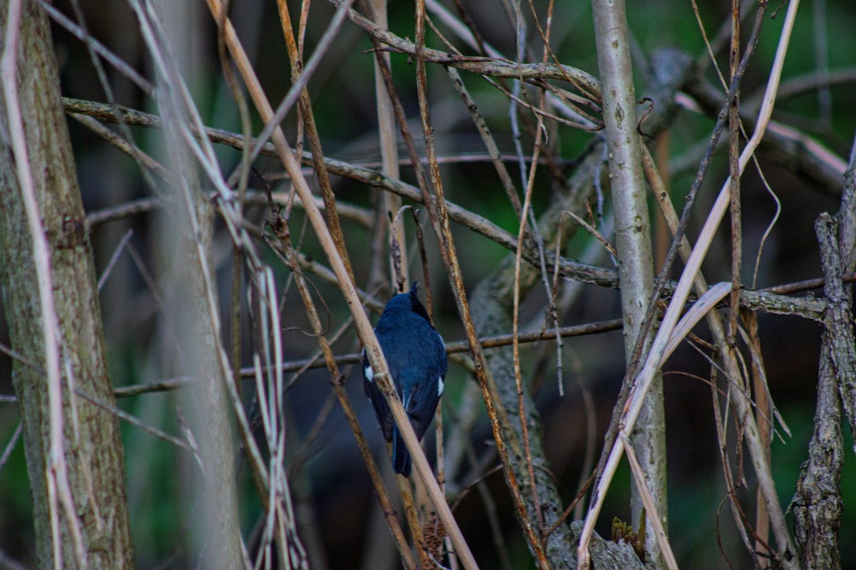 Black-throated Blue Warbler - ML635731227