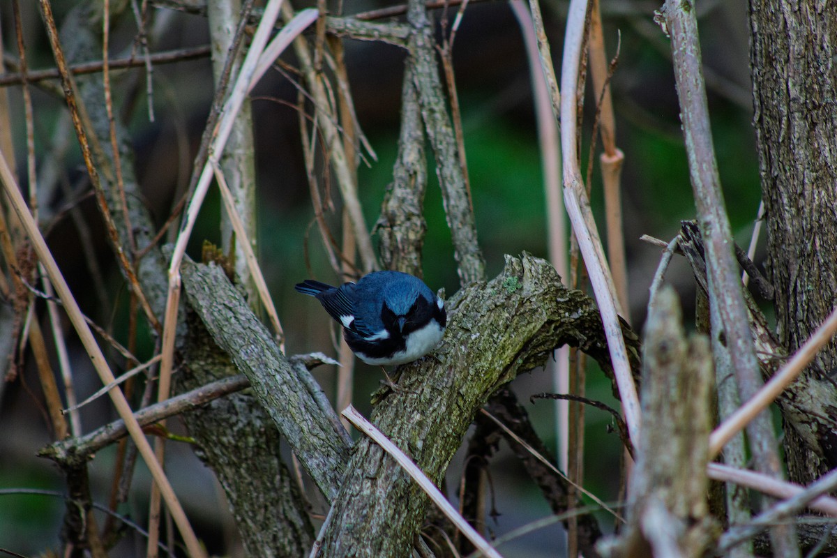Black-throated Blue Warbler - ML635731230