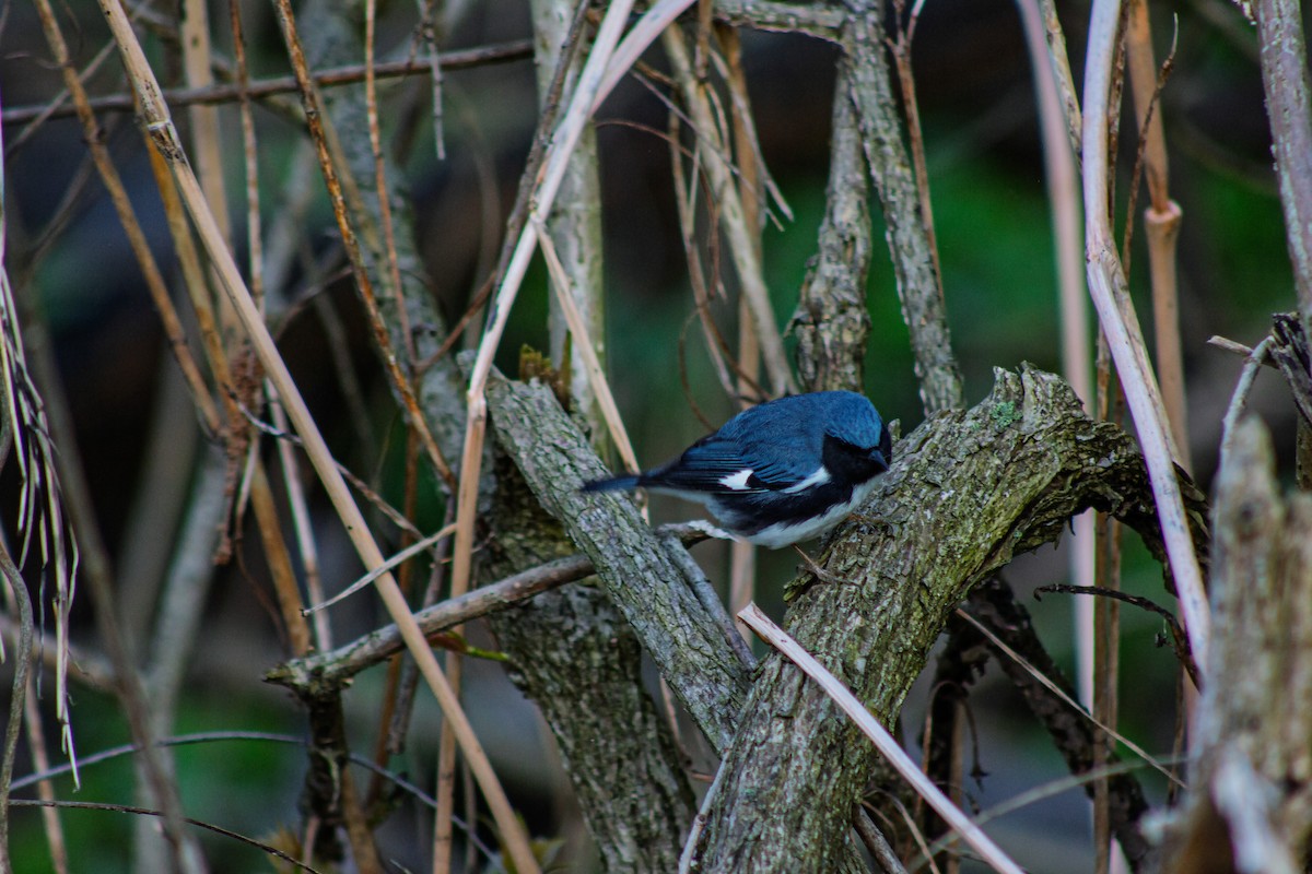 Black-throated Blue Warbler - ML635731231
