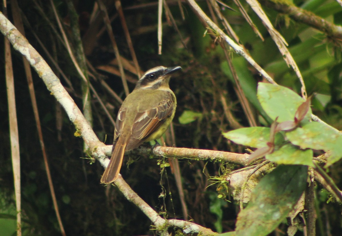 Golden-bellied Flycatcher - ML635731243