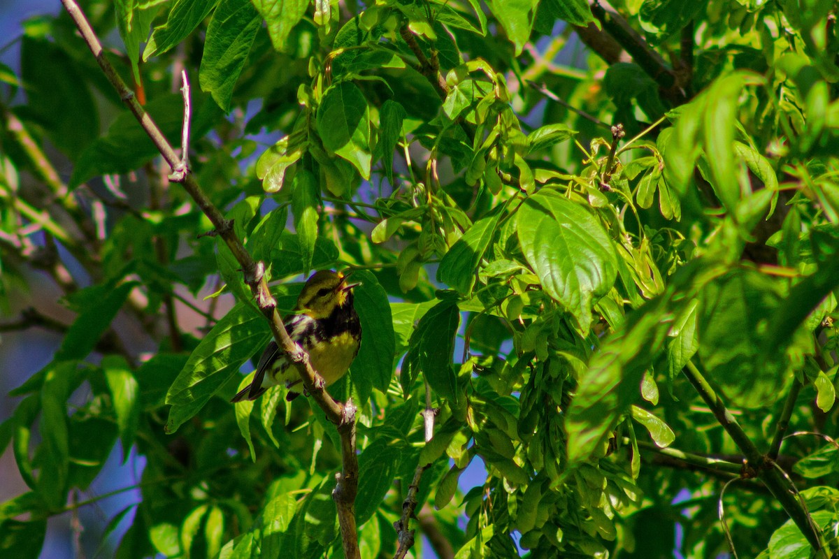 Black-throated Green Warbler - ML635731248