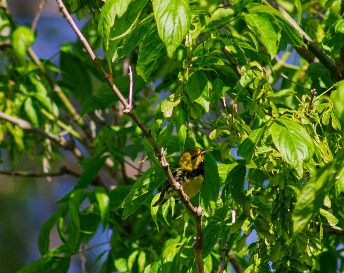 Black-throated Green Warbler - ML635731249