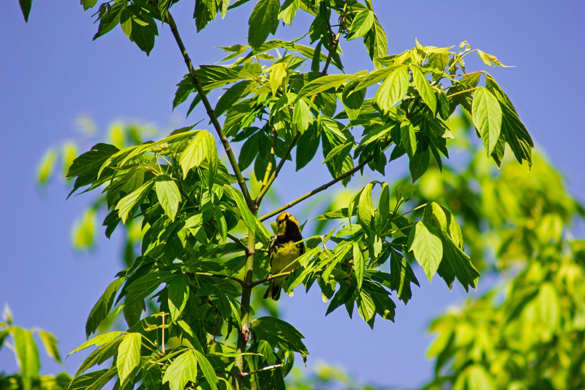 Black-throated Green Warbler - ML635731251