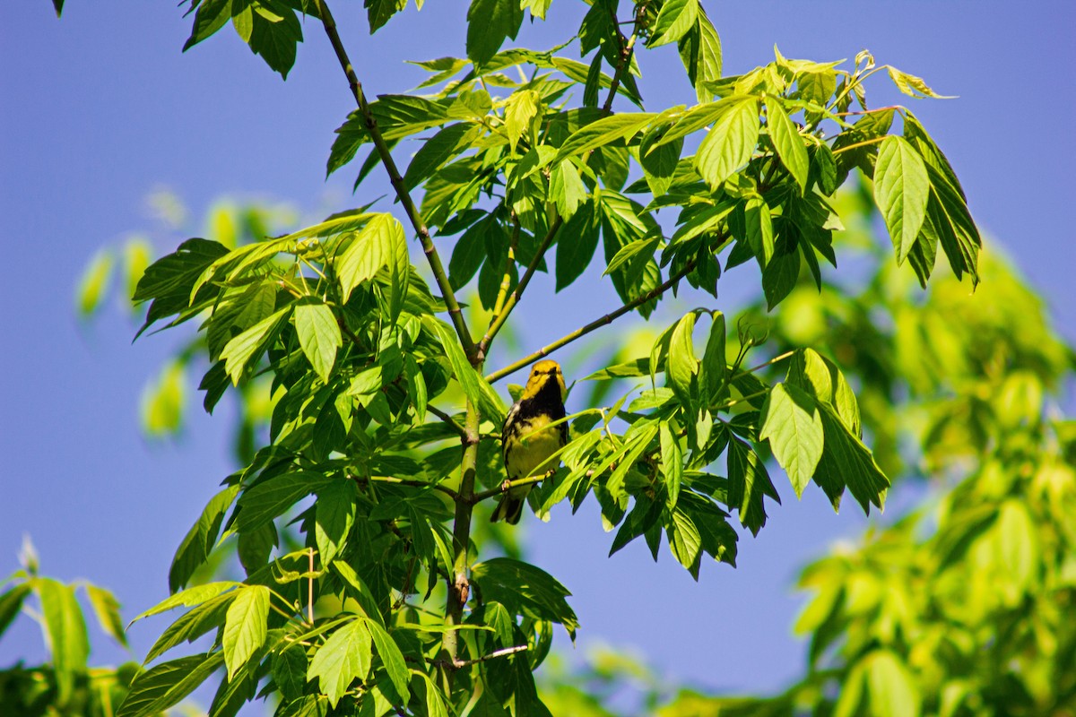 Black-throated Green Warbler - ML635731252