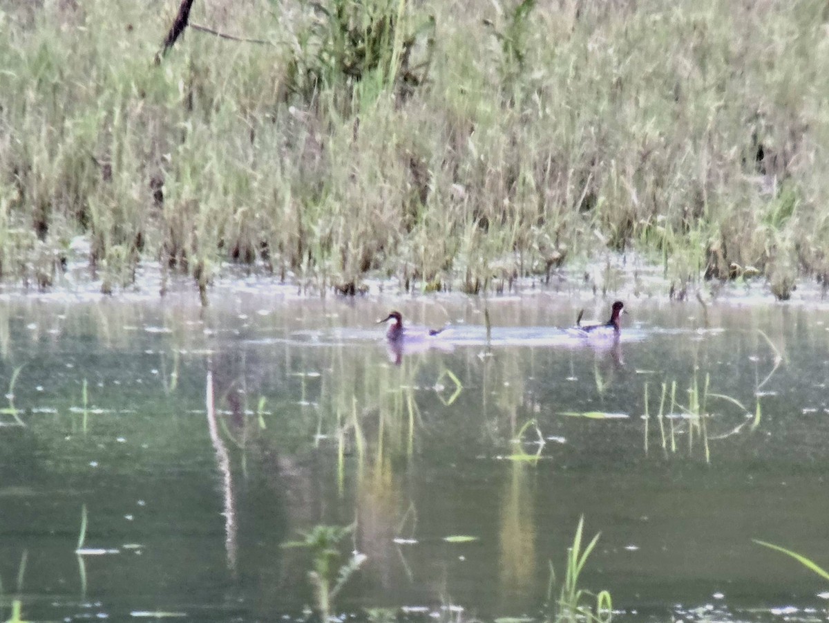 Red-necked Phalarope - ML635731260