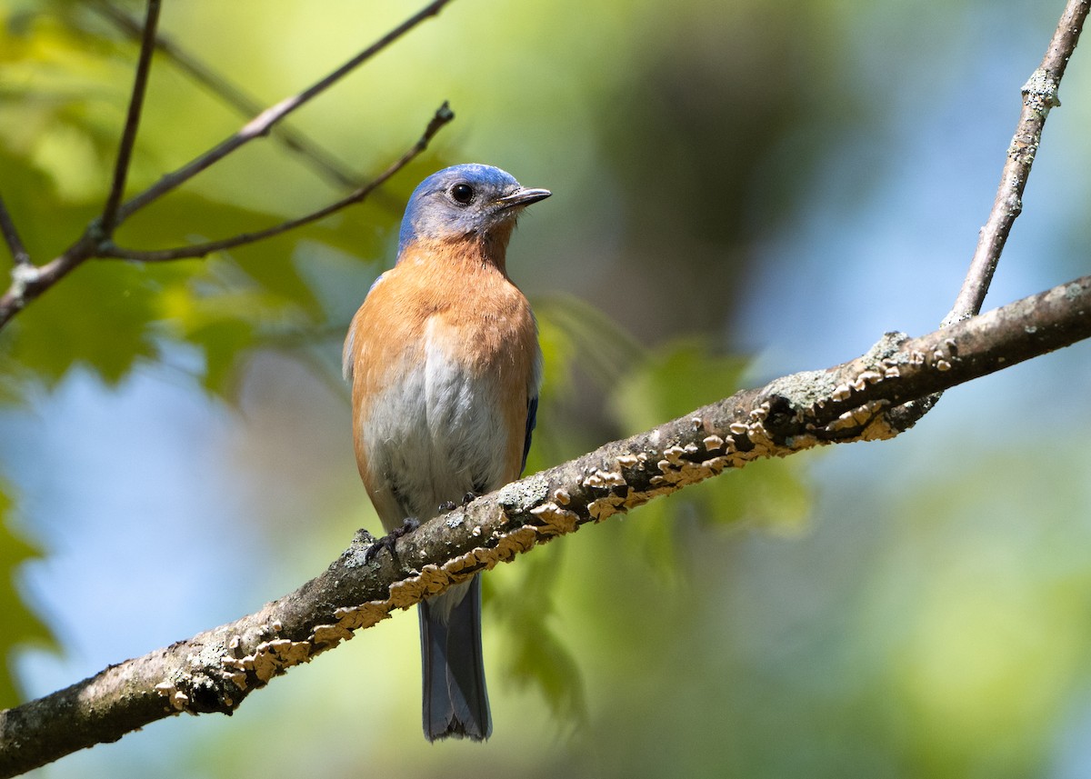 Eastern Bluebird - ML635731316