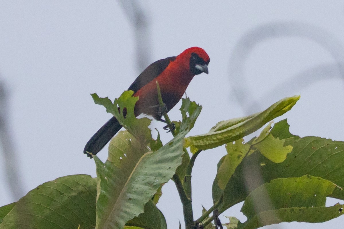 Masked Crimson Tanager - ML635731352