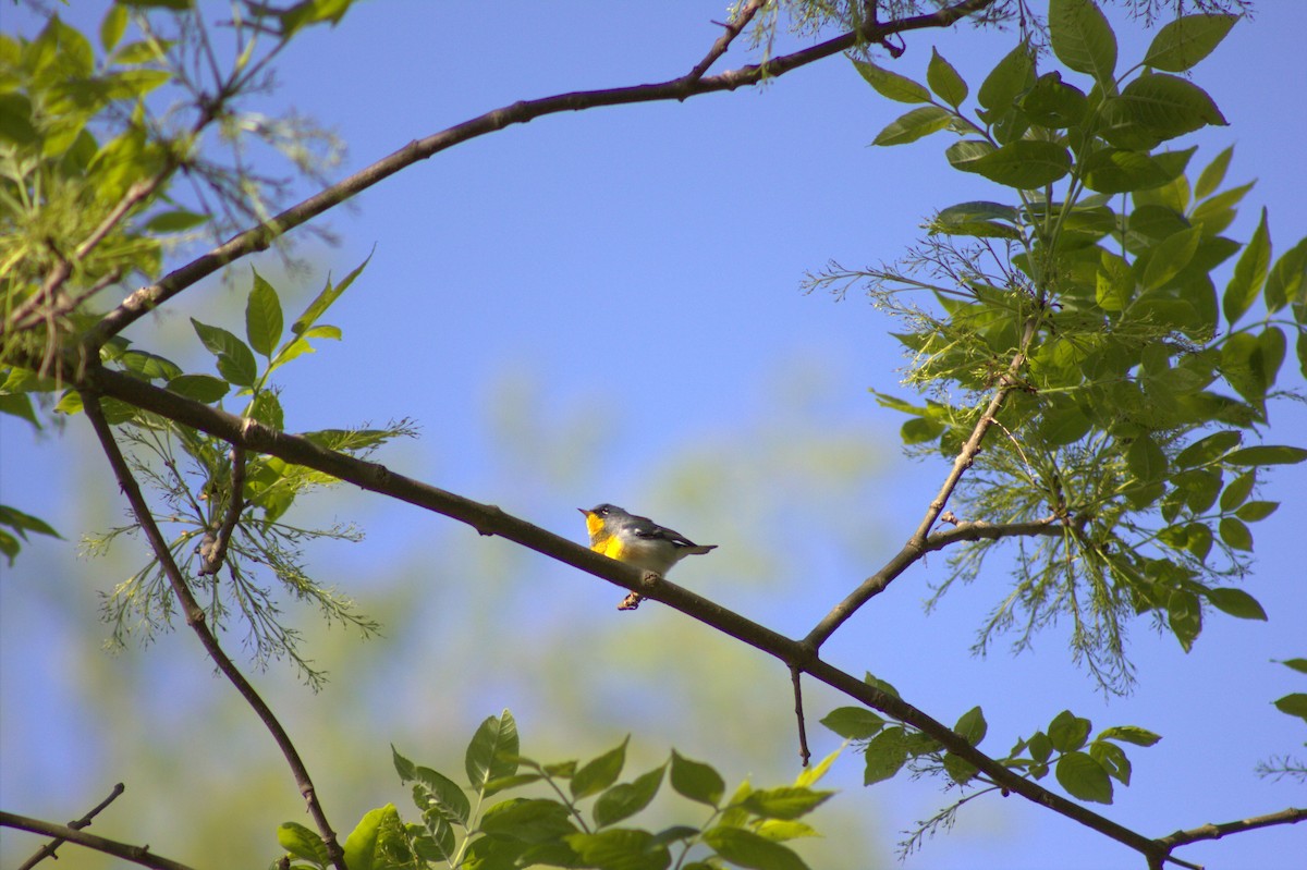 Northern Parula - ML635731417