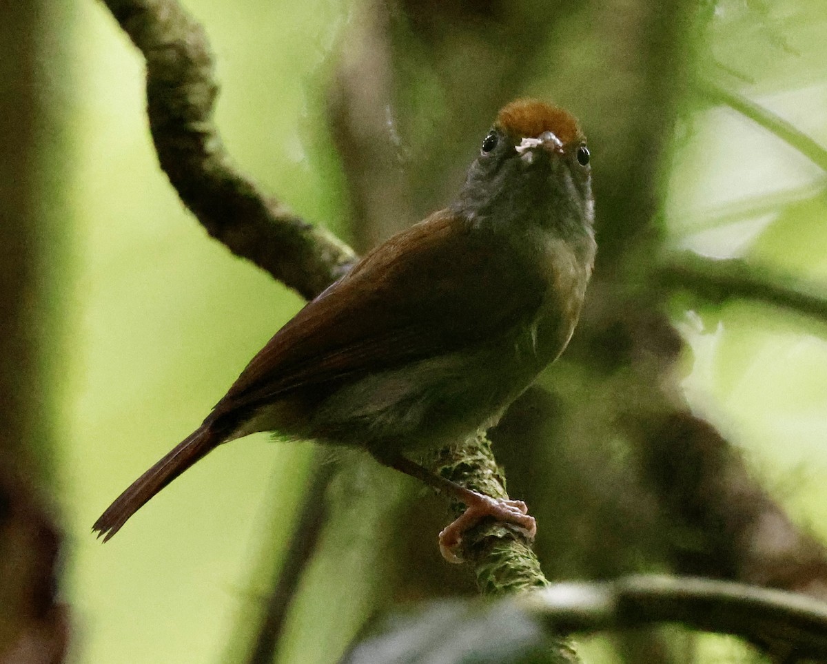 Fuchsscheitelvireo - ML635731422