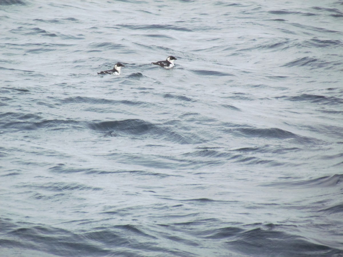 Dovekie - ML635731436