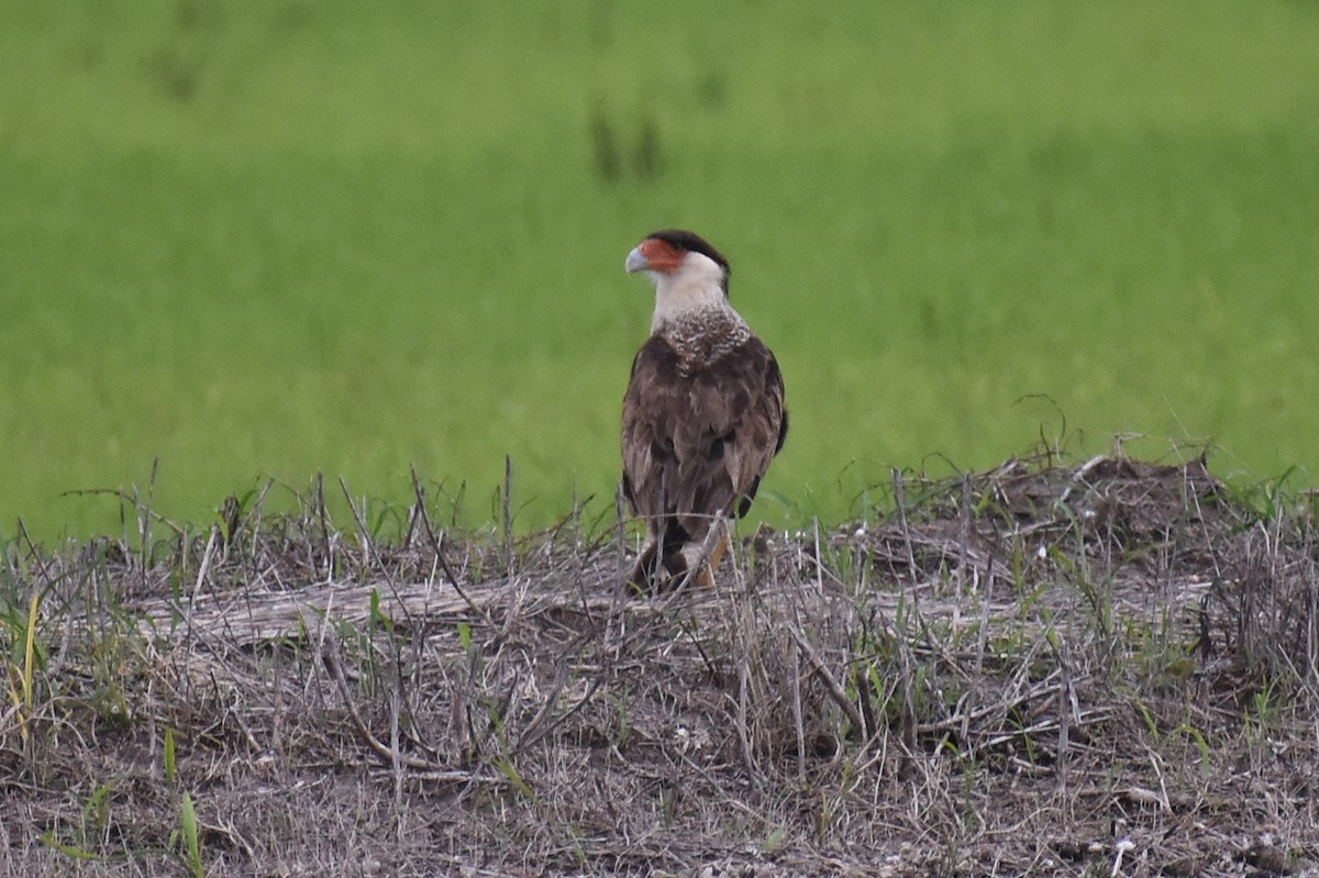 Crested Caracara (Northern) - ML635731465